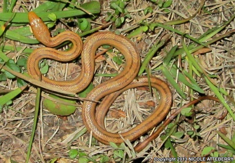 Everglades Ratsnake (Pantherophis obsoletus rossalleni)