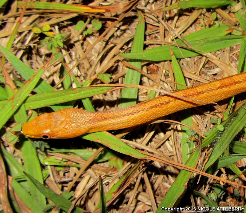 Everglades Ratsnake (Pantherophis obsoletus rossalleni)