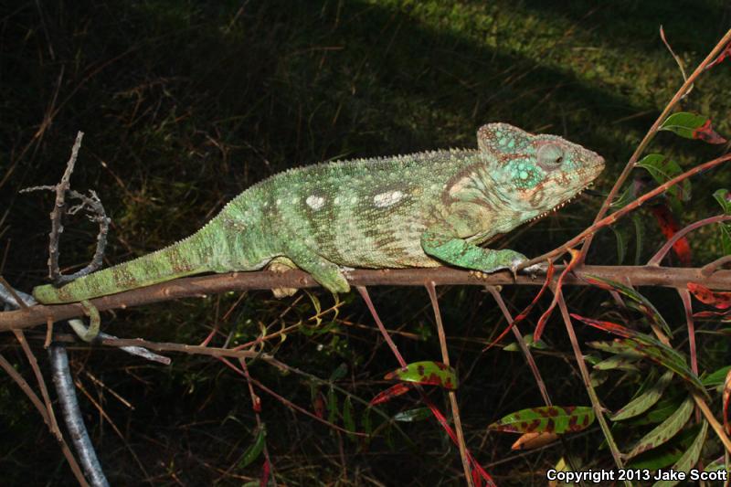 Oustalet's Chameleon (Furcifer oustaleti)