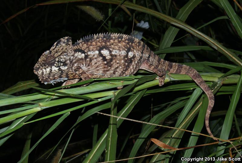 Oustalet's Chameleon (Furcifer oustaleti)