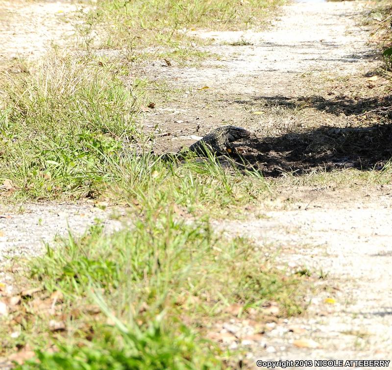 Argentine Giant Tegu (Tupinambis merianae)