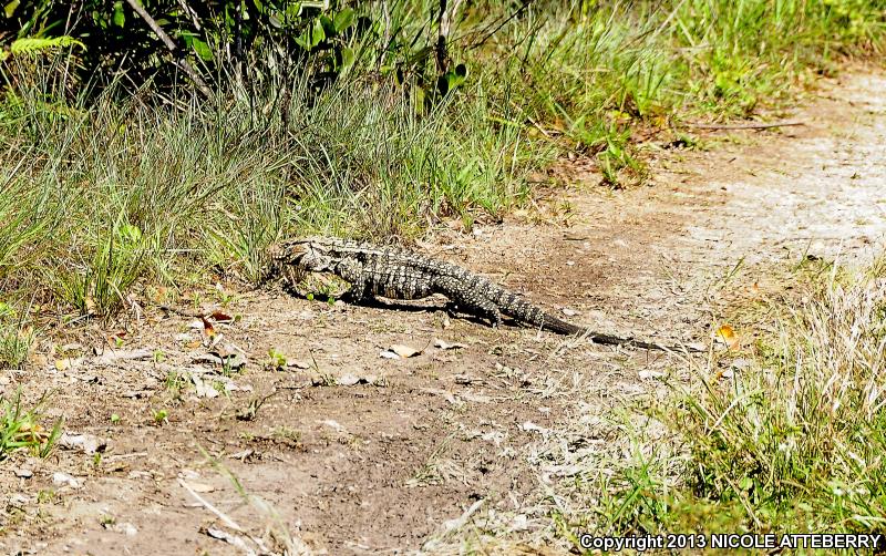 Argentine Giant Tegu (Tupinambis merianae)