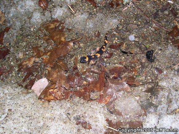 Large-blotched Ensatina (Ensatina eschscholtzii klauberi)