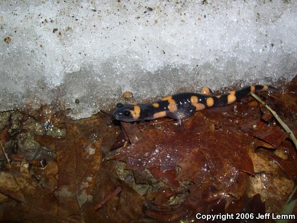 Large-blotched Ensatina (Ensatina eschscholtzii klauberi)