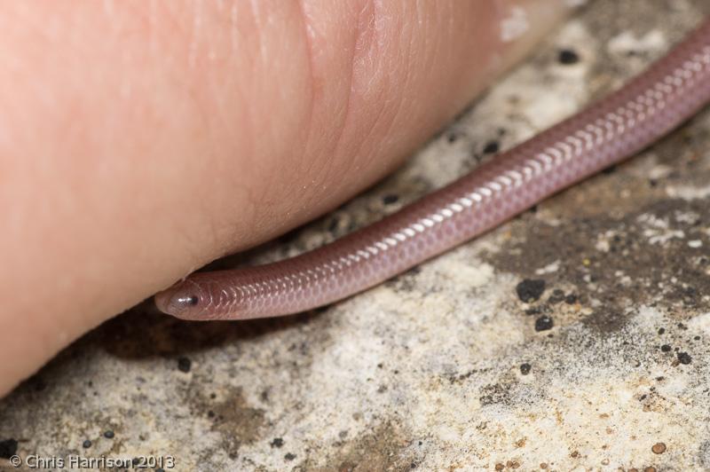 Texas Threadsnake (Leptotyphlops dulcis dulcis)