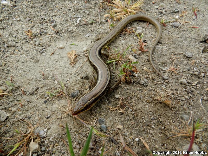 Variegated Skink (Plestiodon gilberti cancellosus)