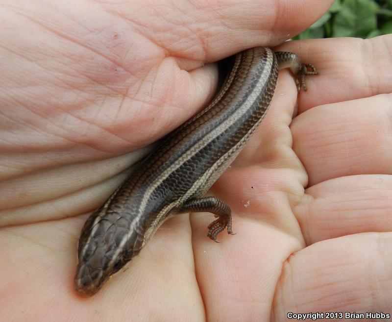 Variegated Skink (Plestiodon gilberti cancellosus)