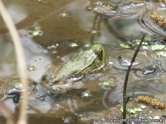 Northern Green Frog (Lithobates clamitans melanota)