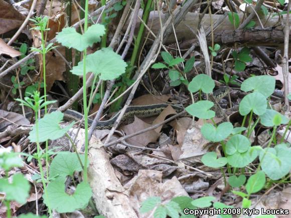 Eastern Gartersnake (Thamnophis sirtalis sirtalis)