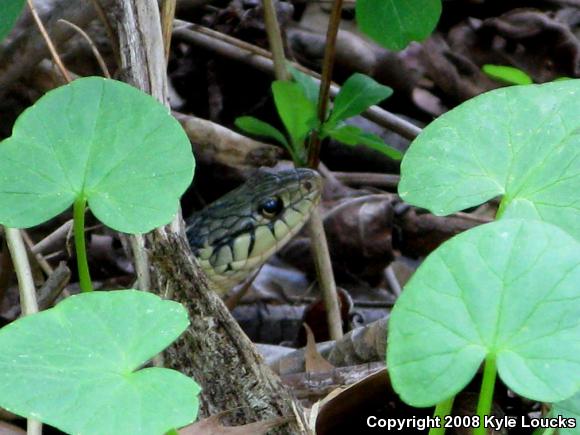 Eastern Gartersnake (Thamnophis sirtalis sirtalis)