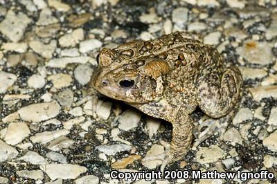 American Toad (Anaxyrus americanus)