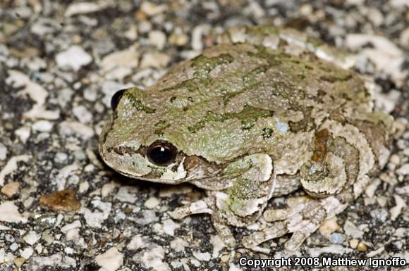 Cope's Gray Treefrog (Hyla chrysoscelis)