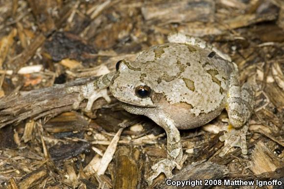 Cope's Gray Treefrog (Hyla chrysoscelis)