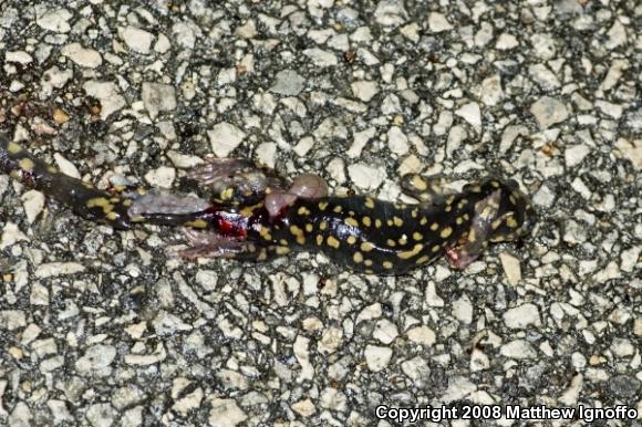 Eastern Tiger Salamander (Ambystoma tigrinum)