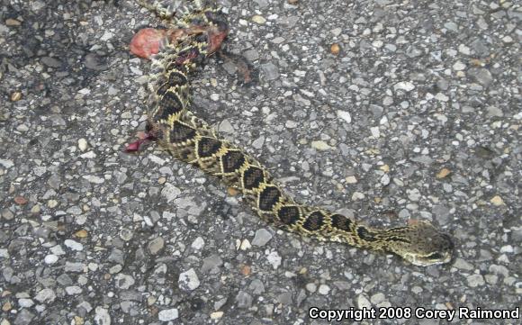 Eastern Diamond-backed Rattlesnake (Crotalus adamanteus)