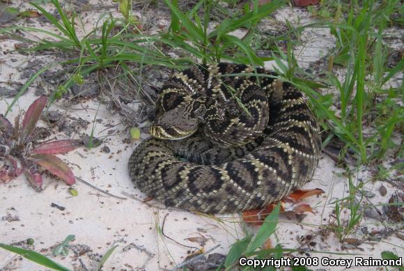 Eastern Diamond-backed Rattlesnake (Crotalus adamanteus)