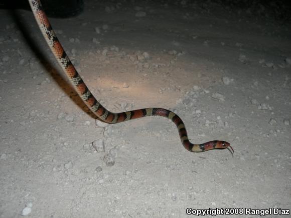 Florida Scarletsnake (Cemophora coccinea coccinea)