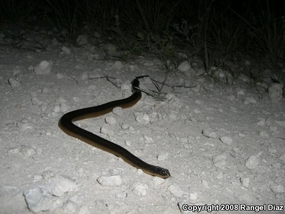 Striped Crayfish Snake (Regina alleni)