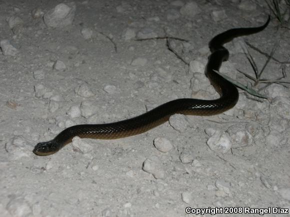 Striped Crayfish Snake (Regina alleni)