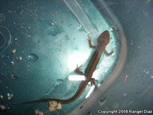 Peninsula Newt (Notophthalmus viridescens piaropicola)