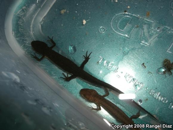 Peninsula Newt (Notophthalmus viridescens piaropicola)