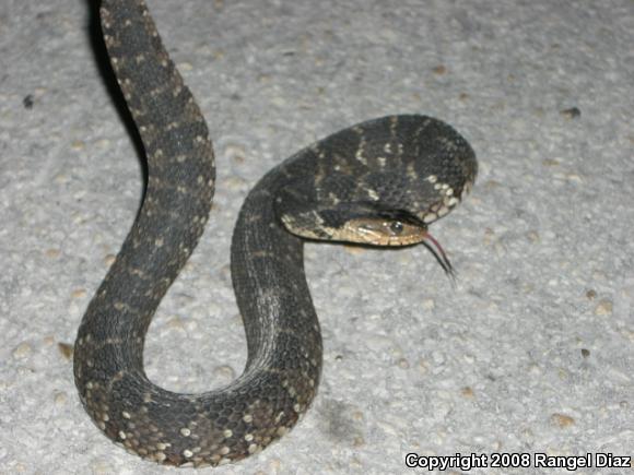 Florida Watersnake (Nerodia fasciata pictiventris)