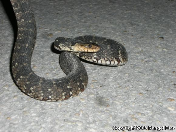 Florida Watersnake (Nerodia fasciata pictiventris)