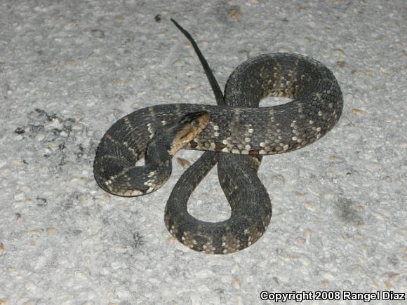 Florida Watersnake (Nerodia fasciata pictiventris)