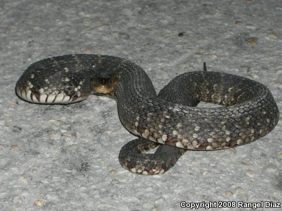 Florida Watersnake (Nerodia fasciata pictiventris)