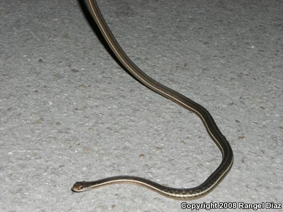 Peninsula Ribbonsnake (Thamnophis sauritus sackenii)