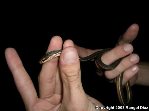 Peninsula Ribbonsnake (Thamnophis sauritus sackenii)