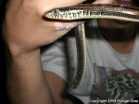 Eastern Glass Lizard (Ophisaurus ventralis)