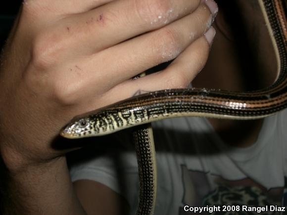 Eastern Glass Lizard (Ophisaurus ventralis)