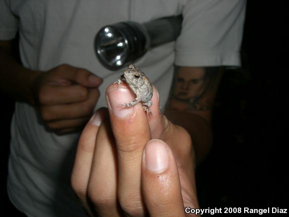 Oak Toad (Anaxyrus quercicus)