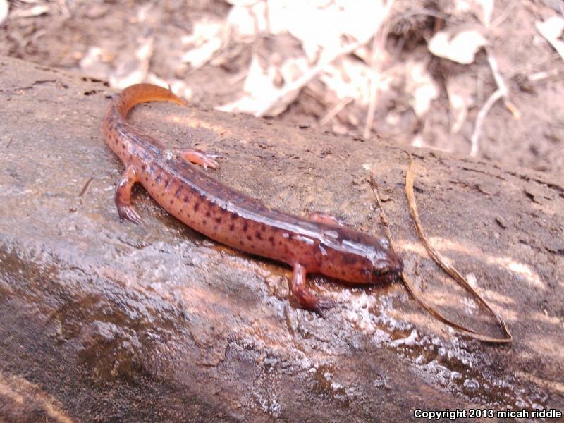 Southern Red Salamander (Pseudotriton ruber vioscai)