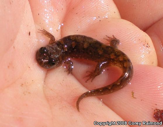 Seal Salamander (Desmognathus monticola)