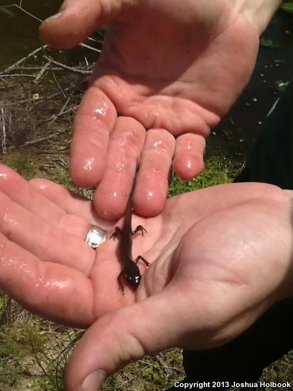 Peninsula Newt (Notophthalmus viridescens piaropicola)