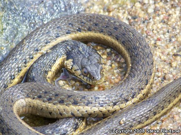 Two-striped Gartersnake (Thamnophis hammondii)