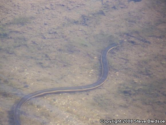 Two-striped Gartersnake (Thamnophis hammondii)