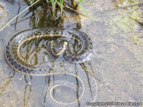 Two-striped Gartersnake (Thamnophis hammondii)