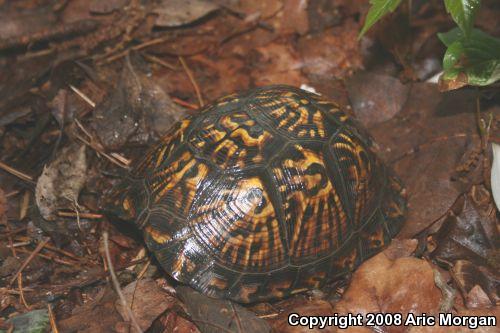 Eastern Box Turtle (Terrapene carolina carolina)