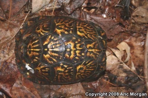 Eastern Box Turtle (Terrapene carolina carolina)