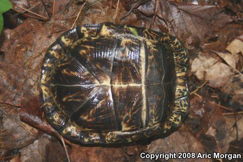 Eastern Box Turtle (Terrapene carolina carolina)