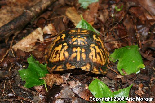 Eastern Box Turtle (Terrapene carolina carolina)