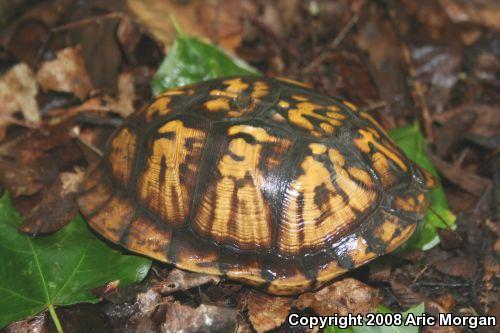 Eastern Box Turtle (Terrapene carolina carolina)