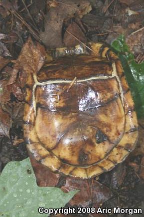 Eastern Box Turtle (Terrapene carolina carolina)