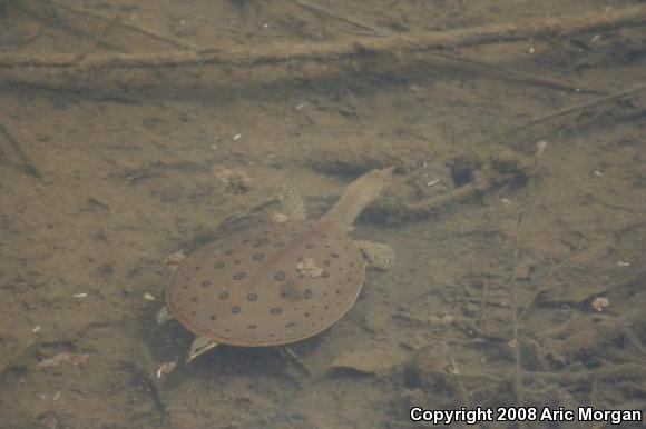 Eastern Spiny Softshell (Apalone spinifera spinifera)