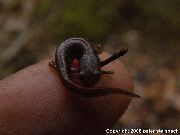 Four-toed Salamander (Hemidactylium scutatum)