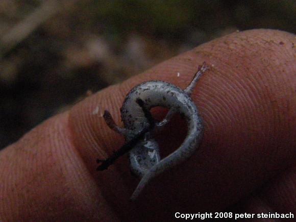 Four-toed Salamander (Hemidactylium scutatum)