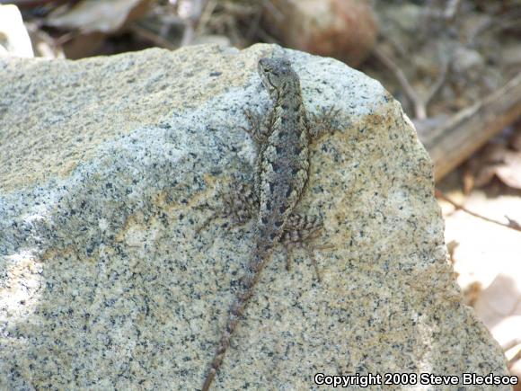 Great Basin Fence Lizard (Sceloporus occidentalis longipes)